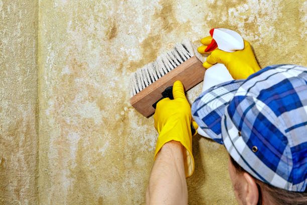 Best Mold-Related Health Consultation  in Brandermill, VA